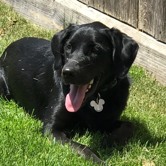 Meet your Posher, Diana - Picture 1 of 1